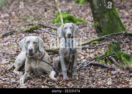 Erwachsener Weimaraner Jagdhund und Welpe warten gehorsam im Wald. Der alte Hund und der Welpe warten im Wald Stockfoto