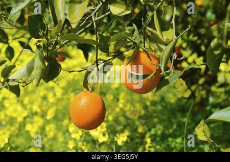 Orangen wachsen auf einem Baum auf einem gelben Blumengrund Stockfoto