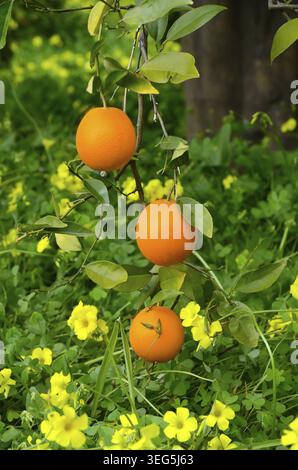 Orangen wachsen auf einem Baum auf einem gelben Blumengrund Stockfoto