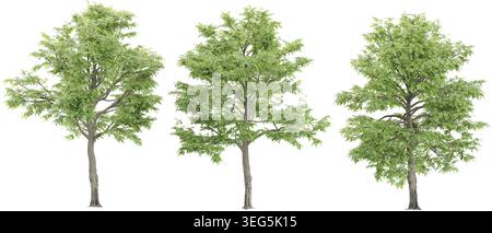 Oak Tree Kollektion mit realistischem Stil Stock Vektor