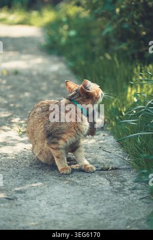 Die orangene Tabby-Hauskatze mit Kragen steht auf einem Betongartenweg und hebt eine Hinterpfote an, um ihr Ohr in einer sonnigen Frühjahrsszene zu kratzen Stockfoto