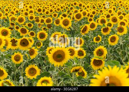Endlose Reihen von gelben Sommersonnenblumen Stockfoto