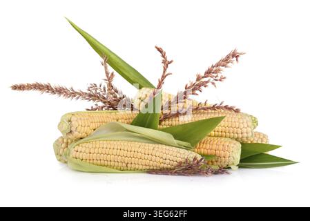 Reifer Mais in Maiskolben mit Blumen und Blättern auf weißem Hintergrund Stockfoto