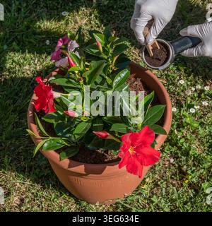 Kaffeesatz wird in einen Topf einer rotblühenden Sundaville-Pflanze gegossen Stockfoto