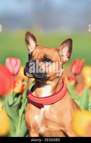 Brauner Mischhund mit gewebtem Paracord-Kragen, der auf einem farbenfrohen Tulpenfeld sitzt Stockfoto