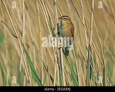 Seggenwarbler (Acrocephalus schoenobaenus) singt im Schilf im Leighton Moss RSPB NR Lancashire, England, Großbritannien Stockfoto