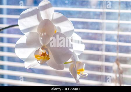 Nahaufnahme der eleganten weißen Phalaenopsis Orchideenblüten mit gelben Mittelpunkten, beleuchtet durch sanftes Sonnenlicht, das durch Fensterjalousien geht Stockfoto