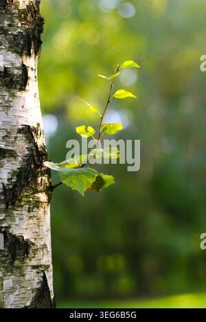 Junge Birke mit frischen grünen Blättern, die im sonnendurchfluteten Wald wachsen Stockfoto