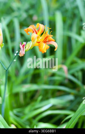 Lebendige Taglilie in üppigem Grün: Natürliche Schönheit und prächtige Farben in Bloom Stockfoto