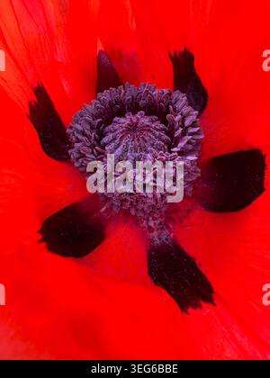 Nahaufnahme eines Makrobildes einer lebendigen roten Mohnblume mit detaillierten lila Staubblättern und strukturierten Blütenblättern in natürlichem Licht. Stockfoto