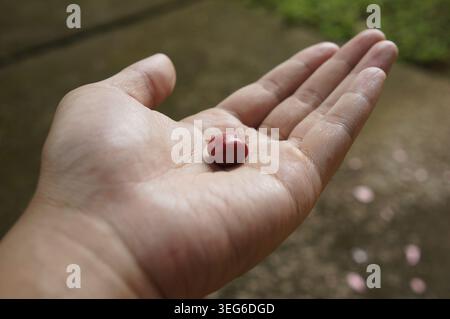 Hand hält frische rote Kirschkaffeebohnen Stockfoto