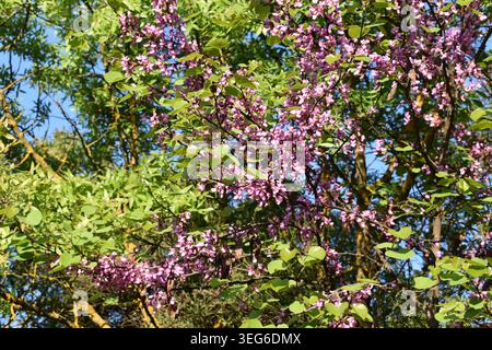 Nahaufnahme blühender Judas-Zweige mit leuchtenden rosa Blüten und grünen Blättern vor blauem Himmel Stockfoto