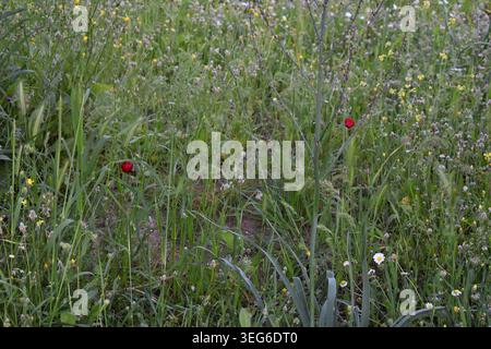 Üppig grüne Wiese mit wildem Gras, zarten Wildblumen und leuchtend roten Mohnblumen im Frühjahr Stockfoto
