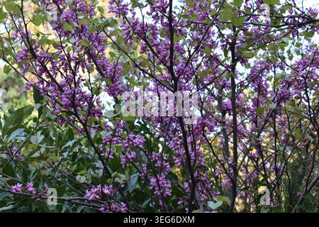 Judas-Zweige blühen mit leuchtenden lila Blüten und frischen grünen Blättern im Frühling, botanischer Hintergrund aus Cercis siliquastrum Stockfoto