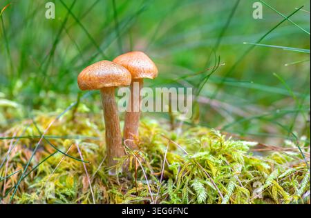 Ein naturalistischer Blick aus der Nähe auf zwei kleine Honigpilze mit braunen Kappen und gesprenkelten Stämmen, die von einer leuchtend grünen moosigen Oberfläche auftauchen. Stockfoto