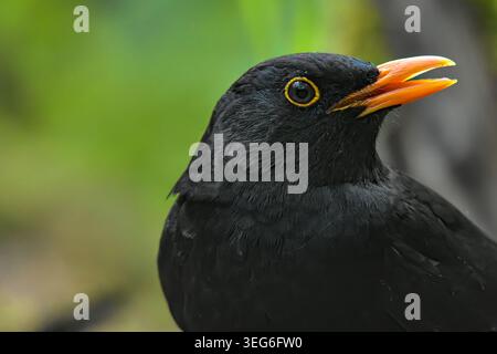 Detaillierte Nahaufnahme des Seitenprofils einer Amsel mit leicht geöffnetem Schnabel, das orangefarbene Innere freigibt, die Federn sind dunkel und mit feinen Teilen gesprenkelt Stockfoto