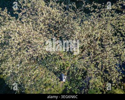 Blick von oben nach unten auf einen alten blühenden Apfelbaum mit weißen Blumen im Frühling, Polen Stockfoto
