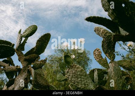 Tiefwinkelansicht der Wüstenpflanzen vor blauem Himmel Stockfoto