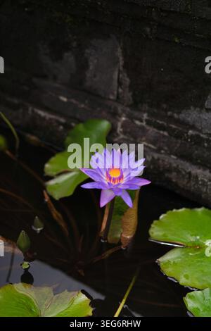 Einzelne blaue Lotusblume gegen dunkle Steinmauer, Munduk, Bali Stockfoto