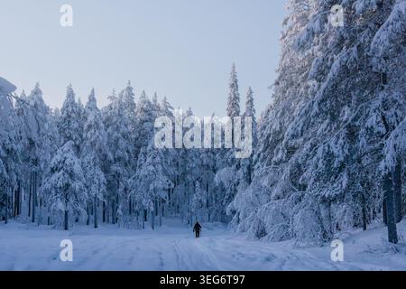 Mann, der in schneebedeckten Wäldern in Schwedisch Lappland läuft Stockfoto