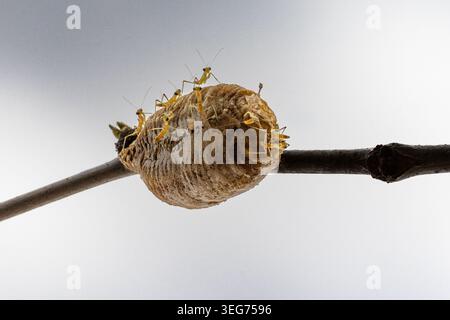 Sphodromantis viridis, afrikanischer Riesenmantis, der aus der Ootheca schlüpft Stockfoto