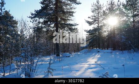 In Taiga Karelien stehen hohe Kiefern in einer verschneiten Landschaft. Die helle Sonne scheint durch die Äste und erzeugt Licht und Schatten auf dem Boden Stockfoto