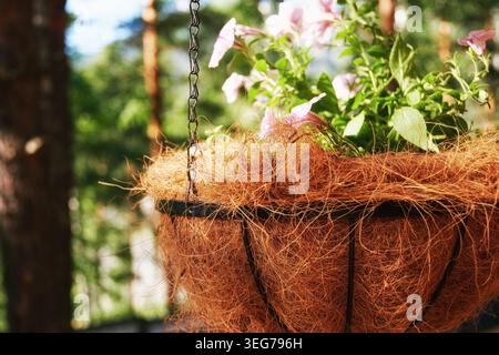 Leuchtend pinkfarbene Petunien in einem Aufhängekorb mit Kokosfaser-Innenfutter. Sonniger Waldhintergrund. Ideal für Gartenarbeit, Landschaftsgestaltung und Outdoor-Lifestyle Stockfoto