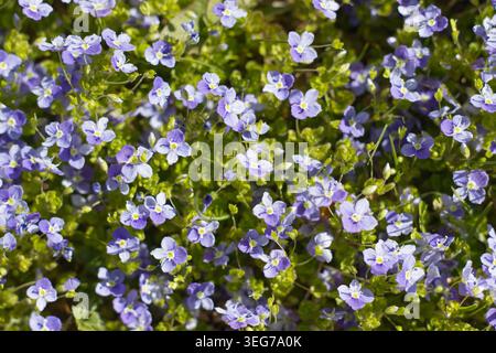 Kleine lila Wildblumen blühen im Frühlingssonnenlicht Stockfoto