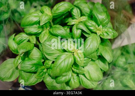 Frische Bio-Basilikumblätter, die in der Kräuterabteilung des Supermarktes wachsen. Gesunde Kochzutat mit hellgrüner Farbe und natürlicher Textur. Stockfoto