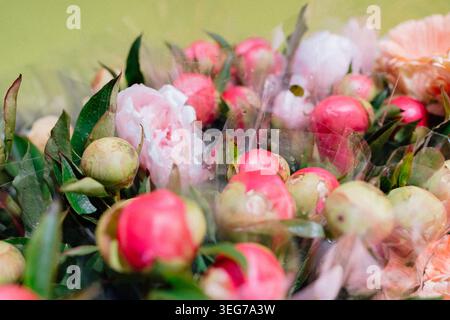 Frische rosafarbene Pfingstrosen in transparenter Folie im Blumenladen. Romantischer Blumenstrauß mit sanften Farben und natürlicher Schönheit. Nahaufnahme der blühenden Pfingstrose Stockfoto