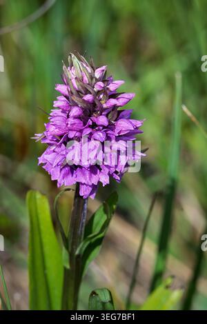 Eine leuchtend violette Pyramidenblüte in voller Blüte. Stockfoto