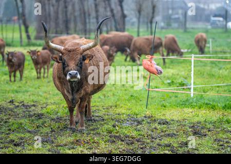 Langhörner Kuh steht auf einer matschigen, grasbewachsenen Weide mit einer Weideherde und sichtbaren elektrischen Zäunen an einem regnerischen, bewölkten Tag im ländlichen Portugal Stockfoto