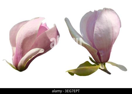 Zwei wunderschöne Magnolienblüten blühen anmutig in sanften Rosa- und Weißtönen. Stockfoto