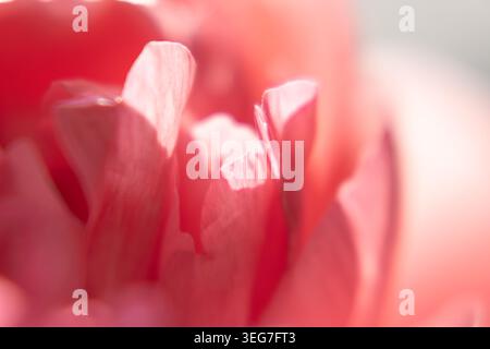 Ein Makrofoto von leuchtenden rosa Pfingstrosenblüten. Das Bild verfügt über eine geringe Schärfentiefe mit absichtlichem Weichfokus, wodurch eine strukturierte Struktur entsteht Stockfoto