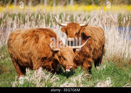 Zwei Highland-Rinder aus nächster Nähe im Feuchtgebiet des Frühlings, einer weidet mit der Zunge heraus, der andere blickt in die Kamera, gelbe Sträucher im Hintergrund Stockfoto