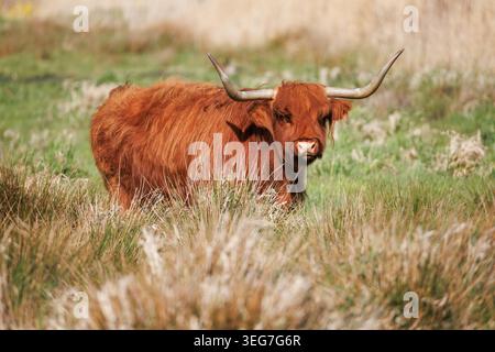 Schottische Highland-Kuh mit zotteligem Ingwerfell und breiten Hörnern, die auf einer wilden Wiese grasen und direkt in die Kamera blicken Stockfoto