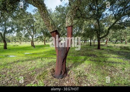 Weitläufiger Korkeichenhain im ländlichen Portugal mit Bäumen mit geschälter Rinde, grünem Gras und ruhiger Waldatmosphäre. Natürliche landwirtschaftliche Landfläche Stockfoto