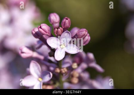 Eine detaillierte Makroaufnahme erfasst die komplizierte Schönheit blühender Fliederblüten mit zarten violetten Blüten und winzigen Wassertropfen, die darauf glitzern Stockfoto