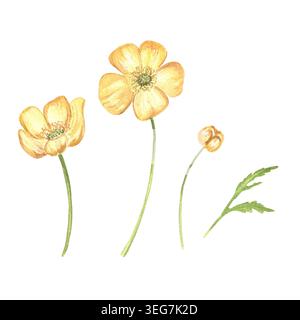 Aquarellillustration von drei Butterblumen in verschiedenen Blütestadien und einem Blatt. Handbemalt, isoliert. Für Grußkarten, Verpackungen, Scrapbooki Stockfoto