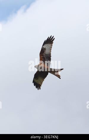 14.05.2026, Magdeburg, Sachsen-Anhalt, GER - Rotmilan im Flug. Aussen, Aussenaufnahme, Biologie, deutsch, Deutschland, Europa, europaeisch, Fauna, fliegen, Fluegel, Flug, Gabelweihe, Greif, Greifvogel, HF, Hochformat, Königsweihe, Magdeburg, Milvus milvus, Natur, niemand, Ornithologie, Raubvogel, Roter Mailand, Rotmilan, Sachsen-Anhalt, Spannweite, Tier, Tierreich, Tierwelt, Vogel, Vogelkunde, Westeuropa, Wildtier 260514D893MAGDEBURG.JPG *** 14 05 2026, Magdeburg, Sachsen-Anhalt, GER Red Kite im Außenflug, Outdoor, Biologie, Deutsch, Deutschland, Europa, europa, Fauna, Fliege, Flügel, Flug, Montag Stockfoto