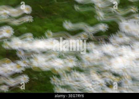 Gänseblümchen auf grünem Gras abstrakte Bewegungsunschärfe bei langer Belichtung. Stockfoto
