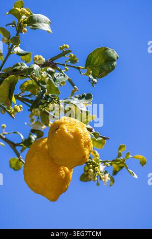 Niedriger Blickwinkel auf einen lebendigen Zitronenzweig mit Reifen gelben Zitrusfrüchten, grünen Blättern und zarten weißen Blüten. In Italien gegen eine Clea geschossen Stockfoto