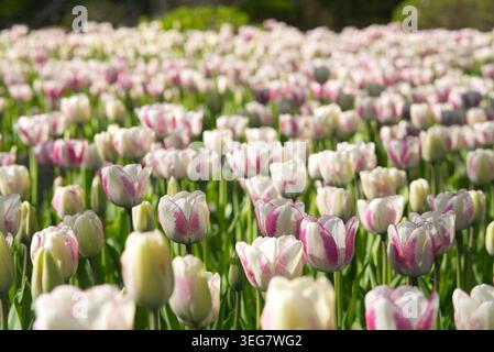 Schöne weiße Tulpenblüten mit violetten Kanten im selektiven Fokus Stockfoto