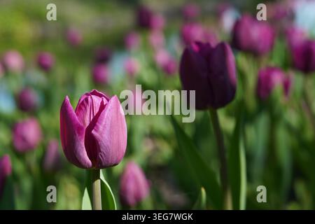 Zwei Tulpen in kontrastierenden Rosa- und Violetttönen mit weichem Bokeh Stockfoto