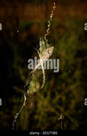 Fast jede Fahrt am frühen Morgen zeigte spektakulär aussehende Spinnennetze, die ich fotografieren wollte, um die Einzigartigkeit jedes Netzes wiederzugeben. Stockfoto