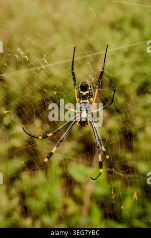 Fast jede Fahrt am frühen Morgen zeigte spektakulär aussehende Spinnennetze, die ich fotografieren wollte, um die Einzigartigkeit jedes Netzes wiederzugeben. Stockfoto
