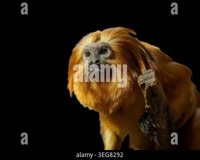 Spektakulär aussehende Mönche, die ich leider nicht in ihrem wahren Lebensraum gesehen habe. Ich muss in einen Zoo oder ein Heiligtum fliehen, um sie zu beobachten. Stockfoto