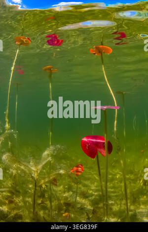 Süß duftende Wasserlilie, Nymphaea odorata, Blätter, die im Frühjahr an der Oberfläche wachsen, Mecosta County, Michigan, USA Stockfoto