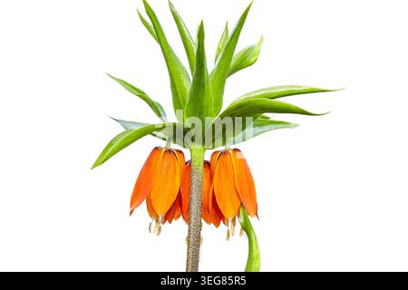 Die Kaiserblume mit der orangefarbenen Krone besticht durch mehrere hängende Blüten und grüne Blätter, die ihre einzigartige Struktur vor einem sauberen weißen Hintergrund präsentieren Stockfoto