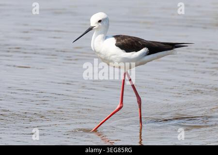 Schwarzflügelstelze (Himantopus himantopus) in der Nähe von de Mond, Westkap Südafrika Stockfoto